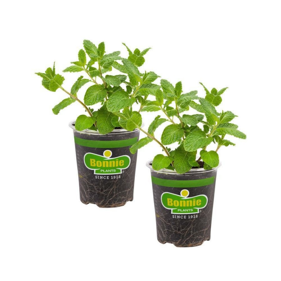 Outdoor Plants * | Wholesale 19 Oz. Sweet Mint Herb Plant (2-Pack) By Bonnie Plants