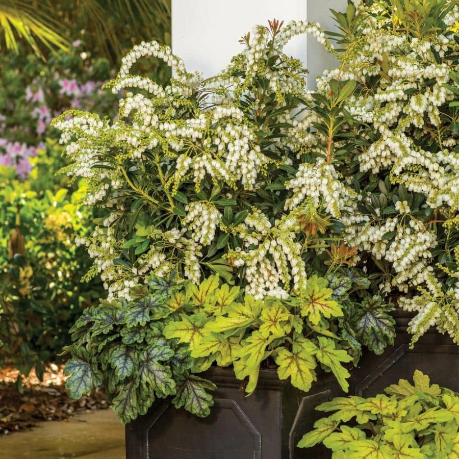 Outdoor Plants * | Best Reviews Of 2 Gal. Mountain Snow Pieris, Evergreen Shrub, Clusters Of Small Bell-Shaped White Blooms By Southern Living Plant Collection