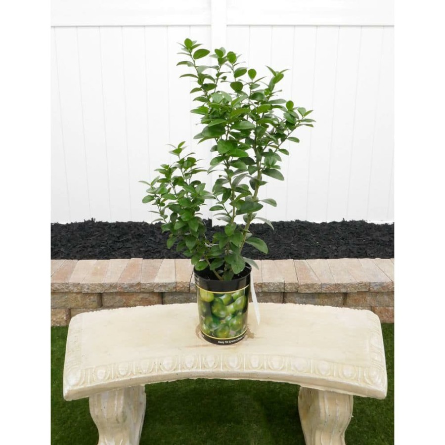 Outdoor Plants * | Deals 1 Gal. Thornless Key Lime Live Tropical Tree With White Flower To Small Green Fruit (1-Pack) By Bell Nursery