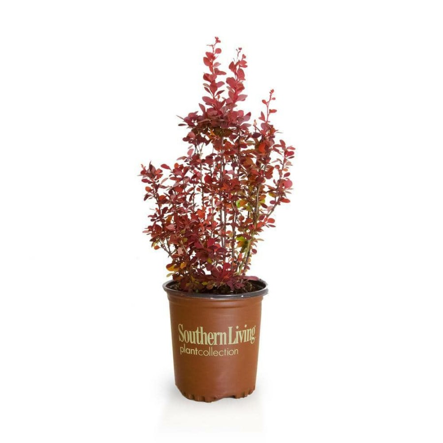 Outdoor Plants * | Buy 2.5 Qt. Orange Rocket Barberry, Live Deciduous Plant, Coral To Ruby Red Foliage By Southern Living