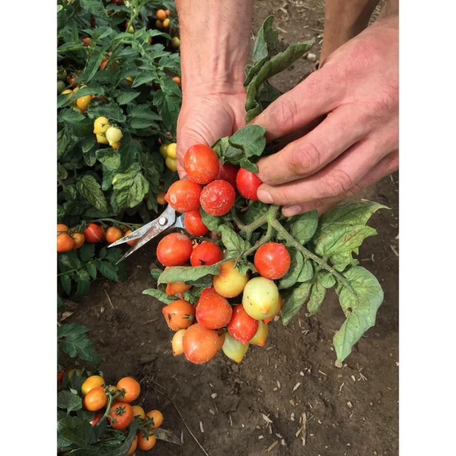 Outdoor Plants * | Budget 15-Count Seeds Tempting Tomatoes Goodhearted (Lycopersicon) Cherry Tomato Seeds By Proven Winners