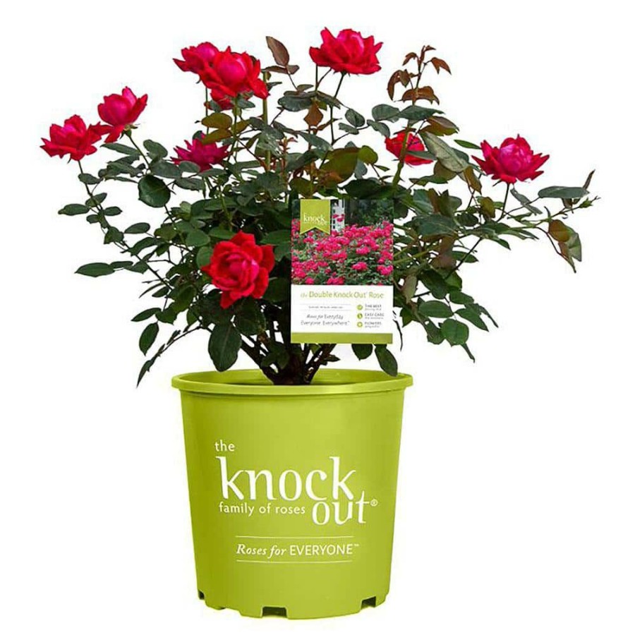 Outdoor Plants * | Coupon 1 Gal. Red The Double Knock Out Rose Bush With Red Flowers