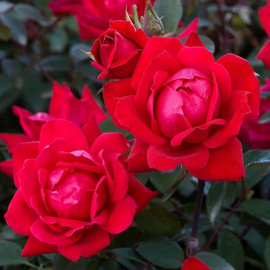 Outdoor Plants * | Coupon 1 Gal. Red The Double Knock Out Rose Bush With Red Flowers