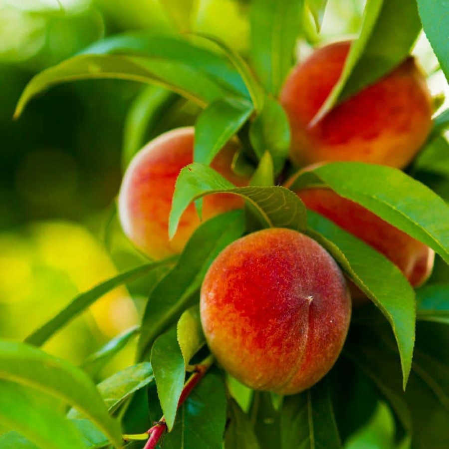 Outdoor Plants * | Top 10 5 Gal. Elberta Peach Tree By Brighter Blooms