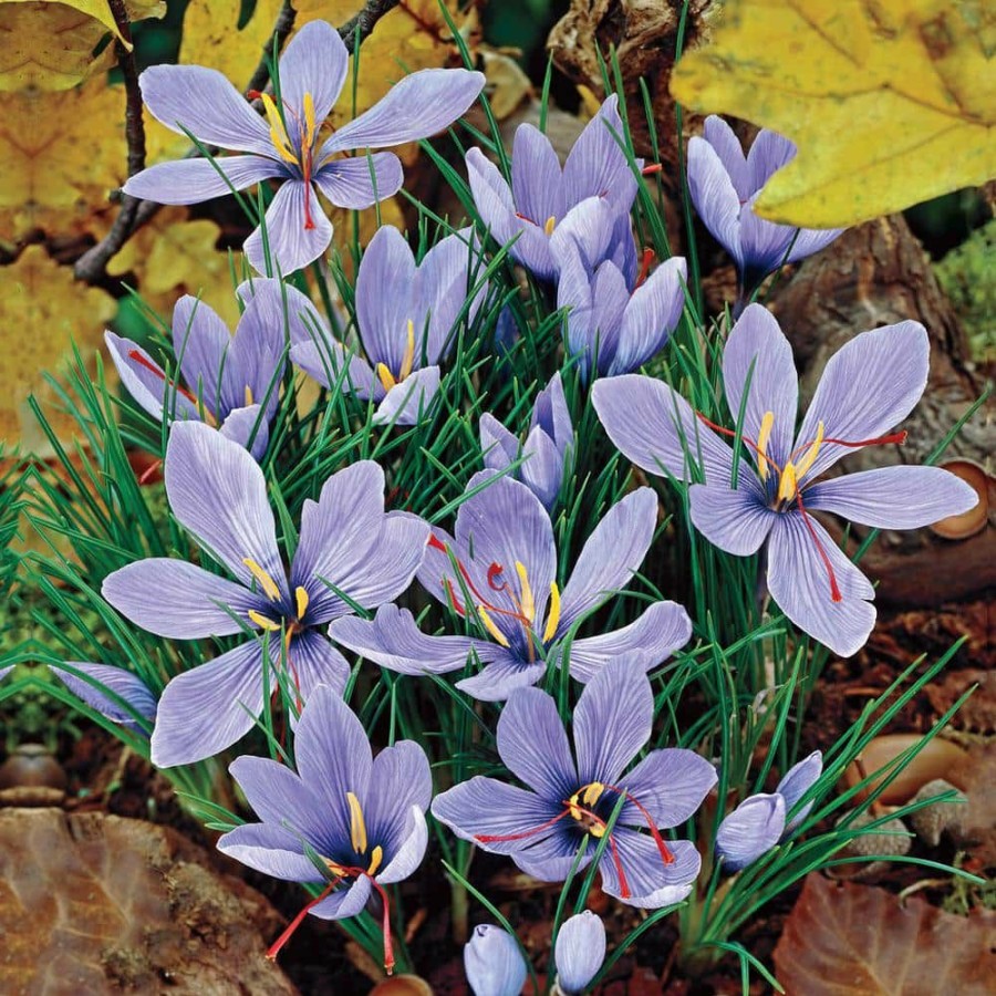 Outdoor Plants * | Flash Sale Saffron Fall Blooming Crocus Bulb Mixture (10-Pack) By Breck'S