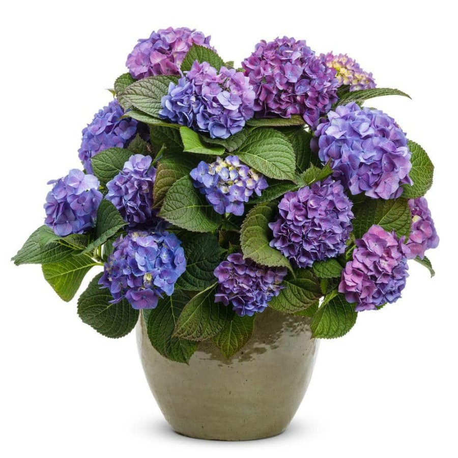 Outdoor Plants * | Top 10 4.5 In. Qt. Let'S Dance Blue Jangles Reblooming Hydrangea, Live Shrub, Blue Or Pink Flowers By Proven Winners