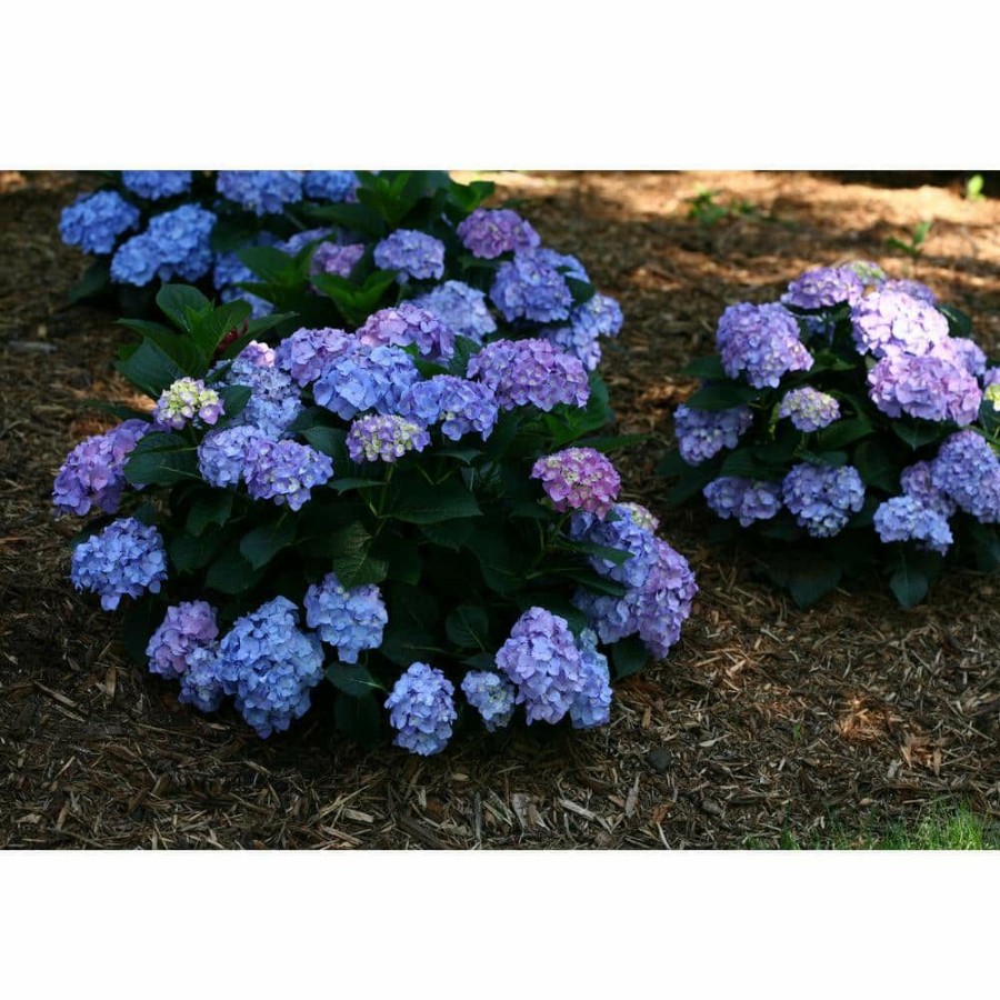 Outdoor Plants * | Top 10 4.5 In. Qt. Let'S Dance Blue Jangles Reblooming Hydrangea, Live Shrub, Blue Or Pink Flowers By Proven Winners