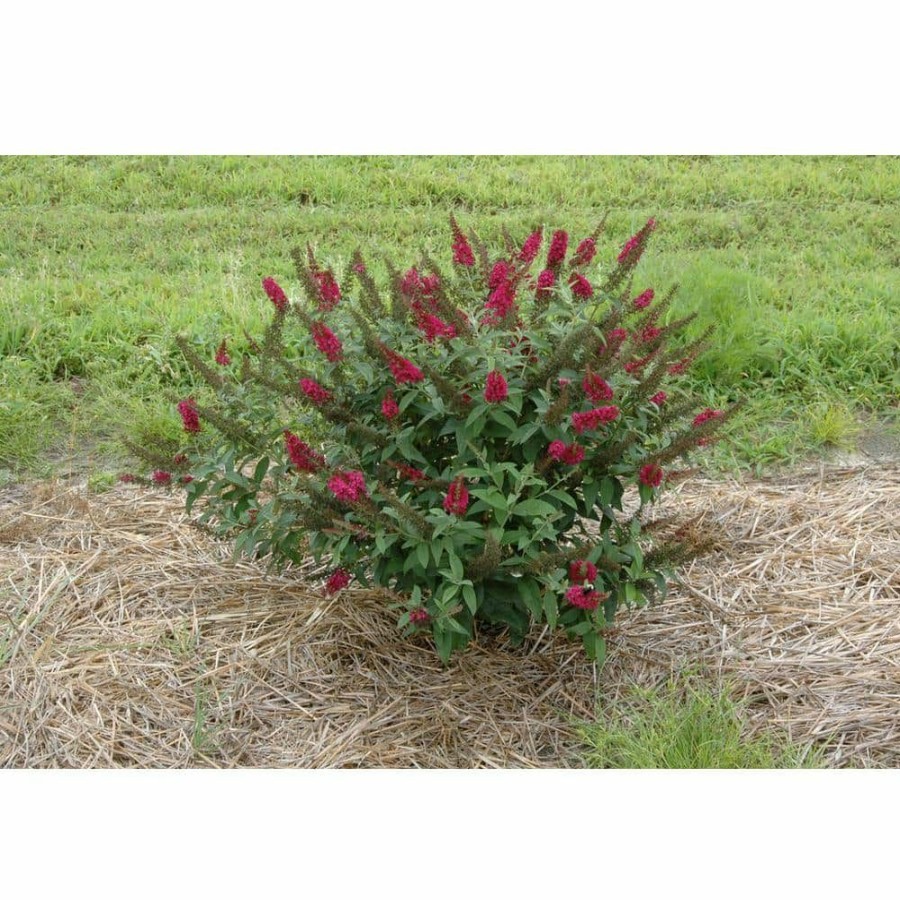 Outdoor Plants * | Discount 1 Gal. Miss Molly Butterfly Bush (Buddleia) Live Shrub In Deep Pink Flowers By Proven Winners