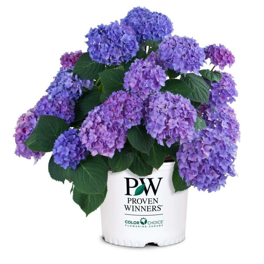 Outdoor Plants * | Best Pirce 2 Gal. Let'S Dance Rhythmic Blue Hydrangea Shrub With Blue And Pink Flowers By Proven Winners