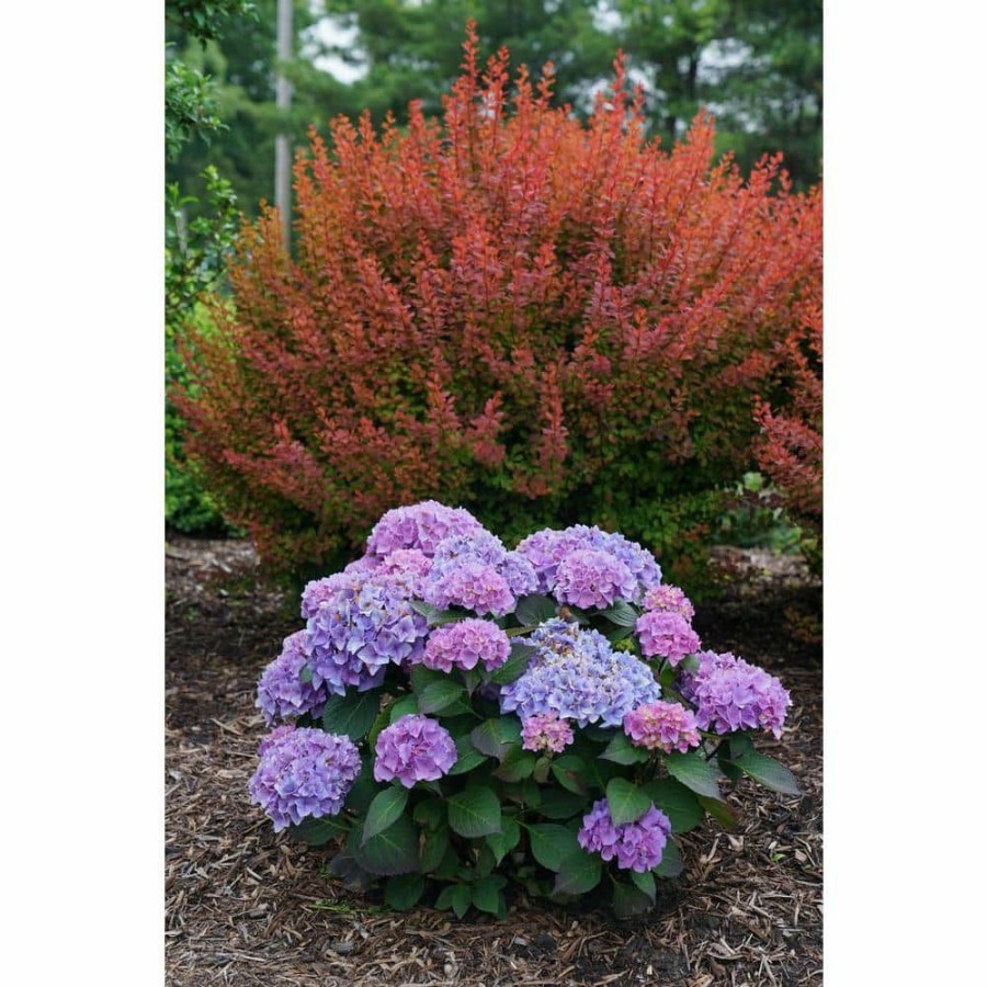 Outdoor Plants * | Best Pirce 2 Gal. Let'S Dance Rhythmic Blue Hydrangea Shrub With Blue And Pink Flowers By Proven Winners