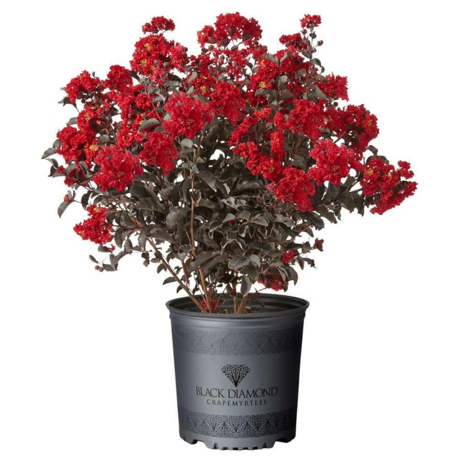 Outdoor Plants * | Budget 2.25 Gal. Best Red Crape Myrtle Tree With Red Flowers By Black Diamond