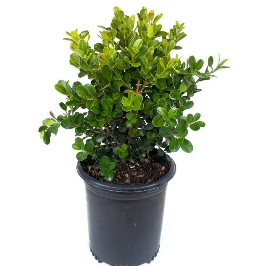 Outdoor Plants * | Top 10 2.5 Qt. Buxus Japanese Boxwood Evergreen By Everde Growers