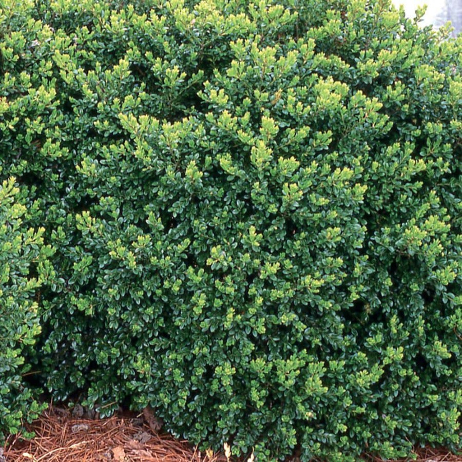 Outdoor Plants * | Top 10 2.5 Qt. Buxus Japanese Boxwood Evergreen By Everde Growers