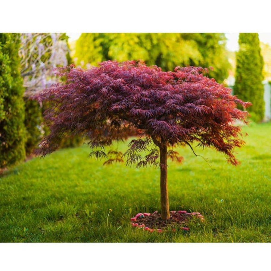 Outdoor Plants * | Outlet 3 Gal. Red Dragon Japanese Maple Tree With Intricate Lacy Purple Leaves By Online Orchards