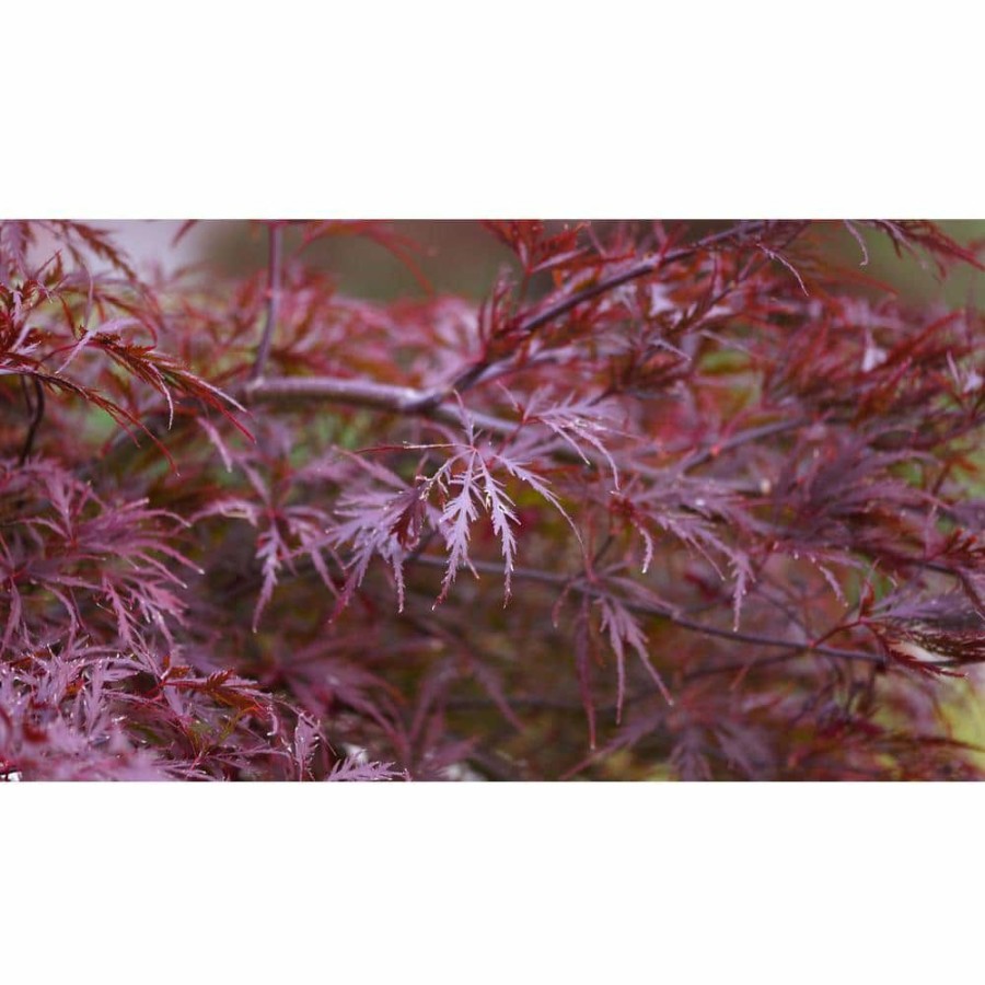 Outdoor Plants * | Outlet 3 Gal. Red Dragon Japanese Maple Tree With Intricate Lacy Purple Leaves By Online Orchards