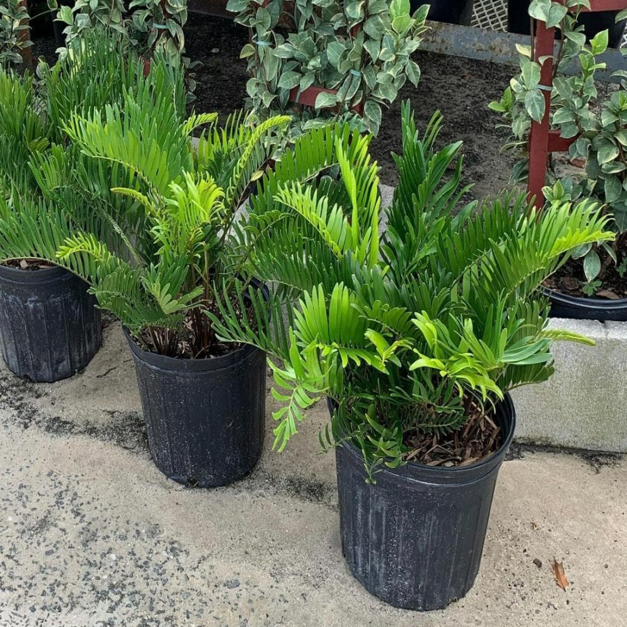 Outdoor Plants * | Deals Coontie Cycad (Zamia) Shrub In 10 In. Black Nursery Pot By Onlineplantcenter