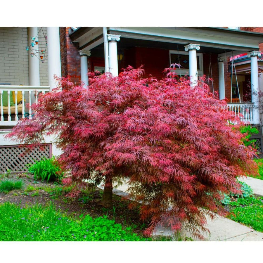 Outdoor Plants * | Buy 3 Gal. Crimson Queen Dwarf Japanese Maple Tree With Attractive Crimson Foliage And Weeping Limbs By Online Orchards