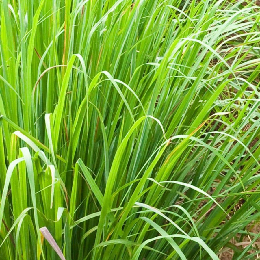 Outdoor Plants * | Best Reviews Of Lemon Grass Plant (4-Piece) By National Plant Network