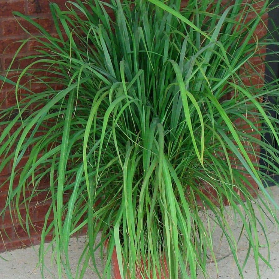 Outdoor Plants * | Best Reviews Of Lemon Grass Plant (4-Piece) By National Plant Network