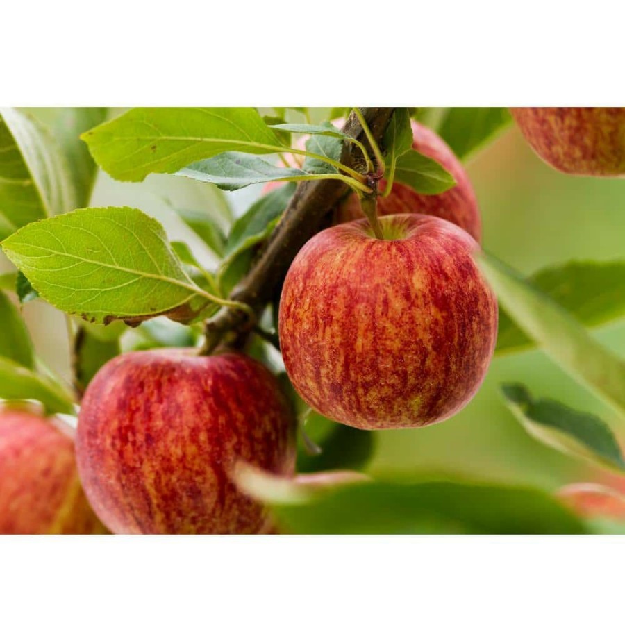 Outdoor Plants * | Best Reviews Of Dwarf Gala Apple Tree Bare Root By Online Orchards