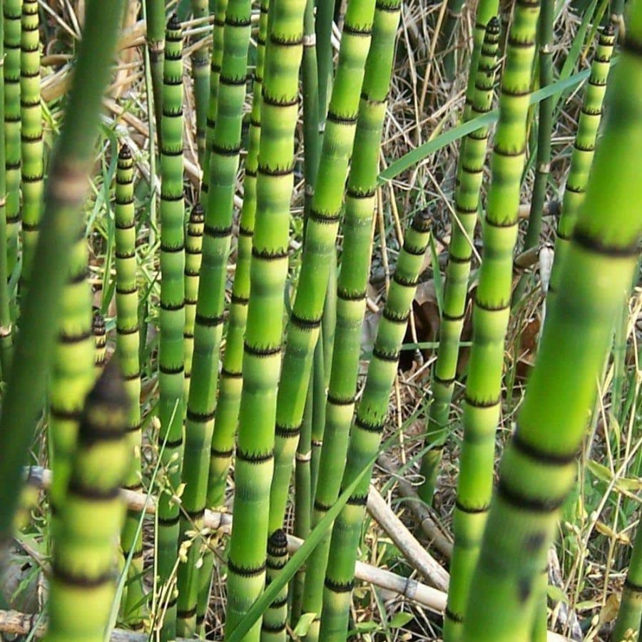 Outdoor Plants * | Discount 4 In. Horsetail Reed Potted Bog/Marginal Pond Plant By Unbranded