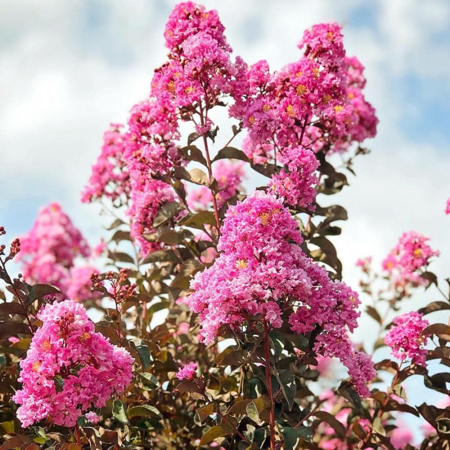 Outdoor Plants * | Promo 7 Gal. Shell Pink Crape Myrtle Tree By Black Diamond