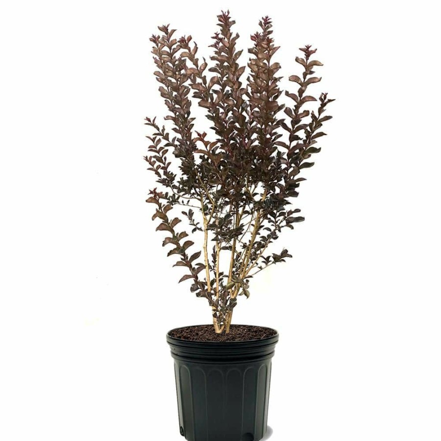 Outdoor Plants * | Promo 7 Gal. Shell Pink Crape Myrtle Tree By Black Diamond