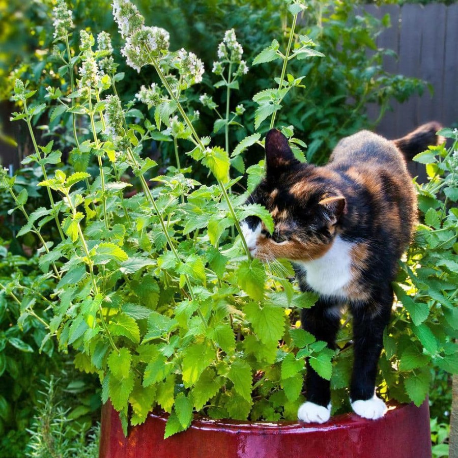 Outdoor Plants * | Cheapest 19 Oz. Catnip Herb Plant (2-Pack) By Bonnie Plants