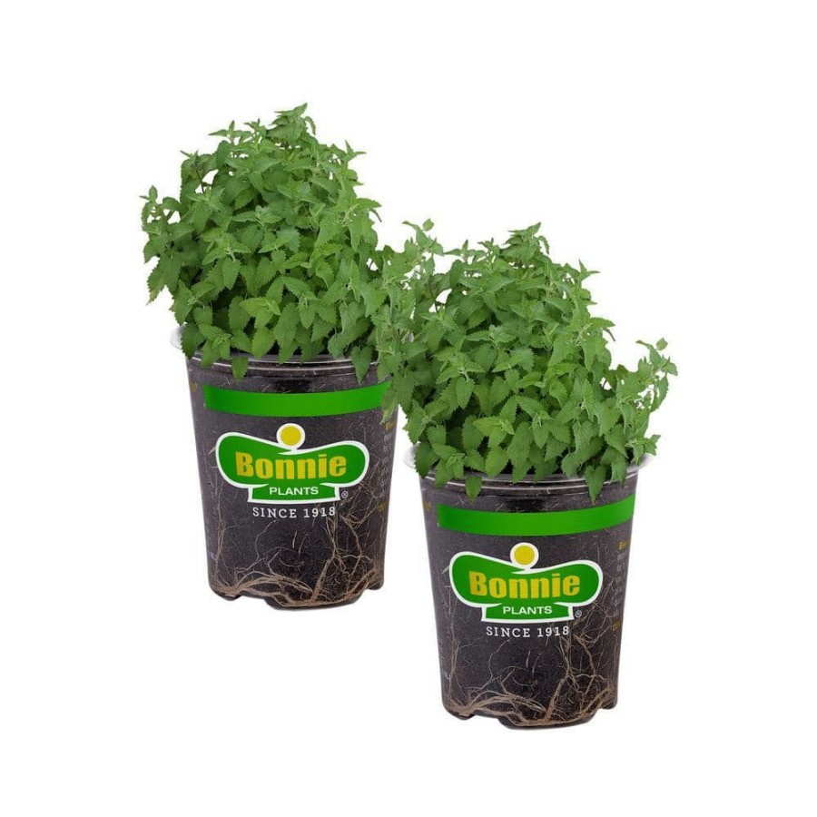 Outdoor Plants * | Cheapest 19 Oz. Catnip Herb Plant (2-Pack) By Bonnie Plants