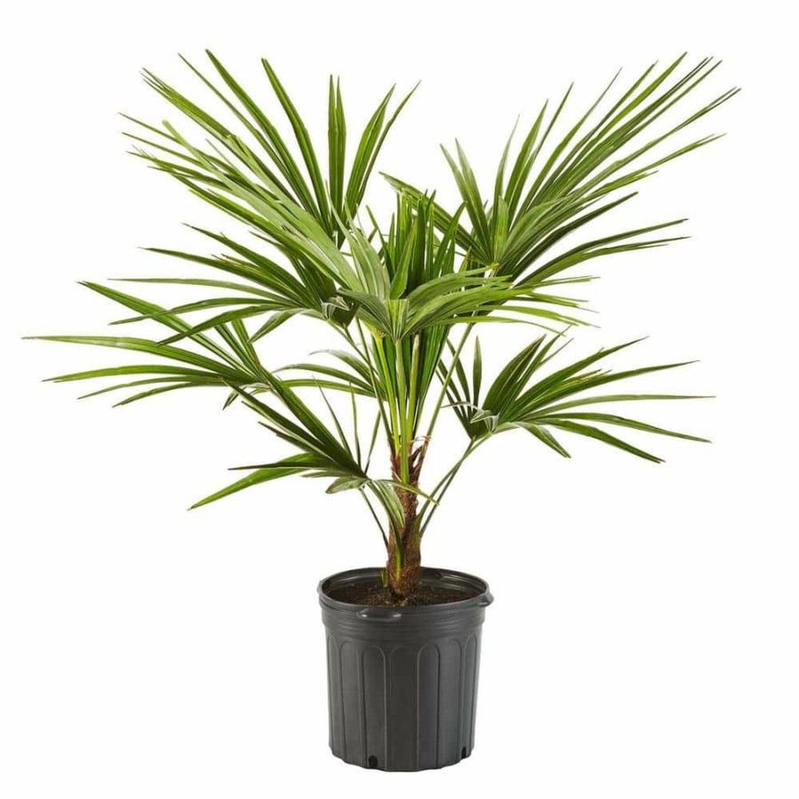 Outdoor Plants * | Coupon 5 Gal. Windmill Palm Tree Among The Most Cold Hardy Palm Trees By Online Orchards