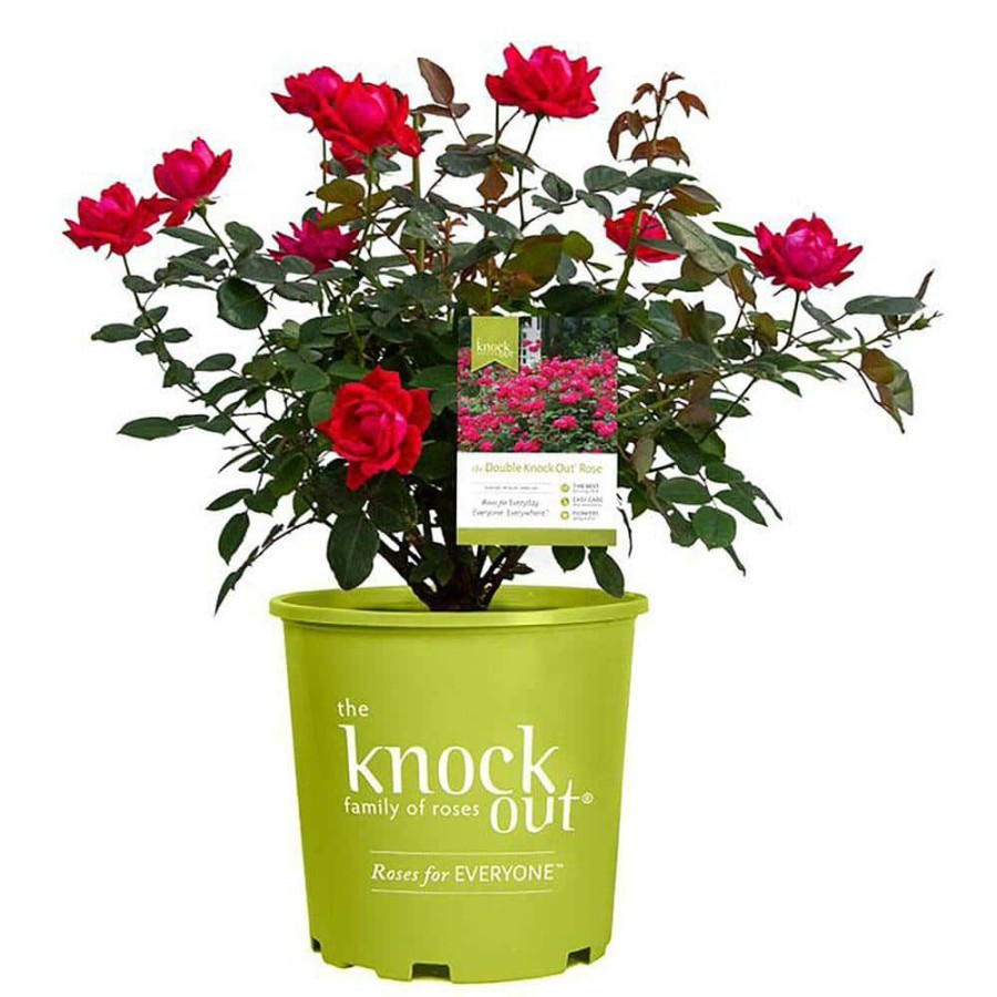 Outdoor Plants * | Outlet 2 Gal. Red The Double Knock Out Rose Bush With Red Flowers