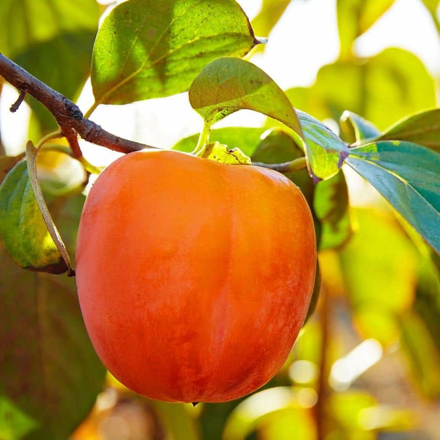 Outdoor Plants * | Wholesale 1 Gal. Hachiya Persimmon Tree By Unbranded