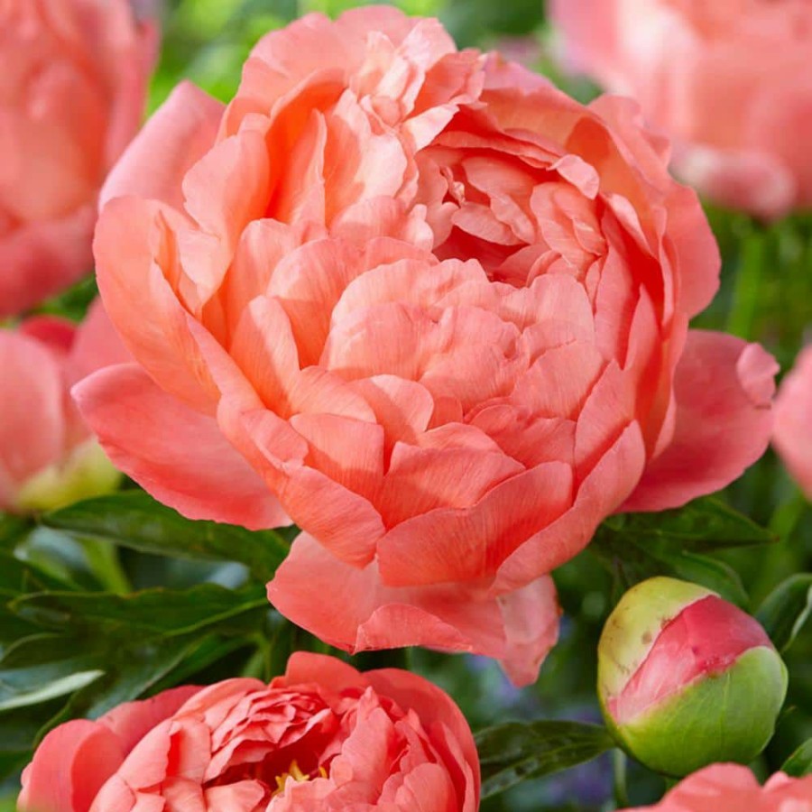 Outdoor Plants * | Cheapest Peonies Coral Sunset Set Of 3 Roots By Van Zyverden