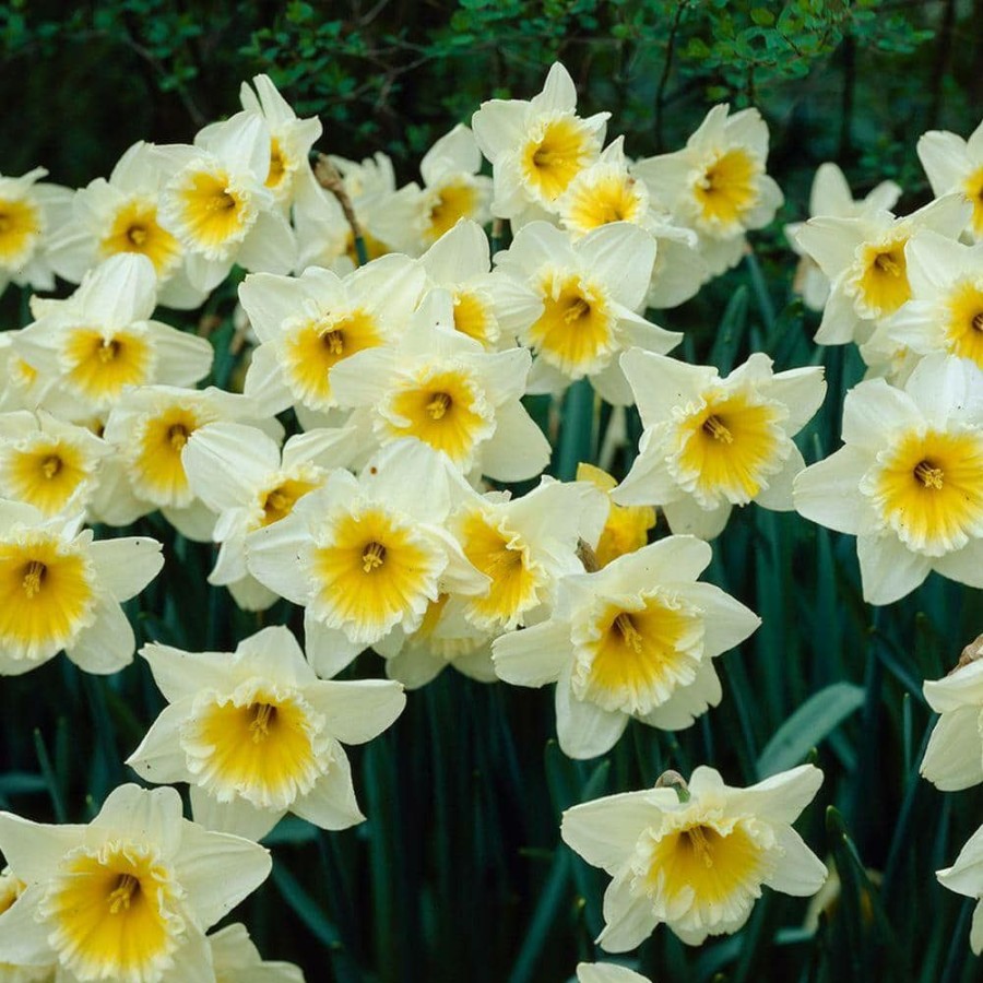 Outdoor Plants * | Buy Daffodil Ice Follies Flower Bulb (8-Pack) By Bloomsz