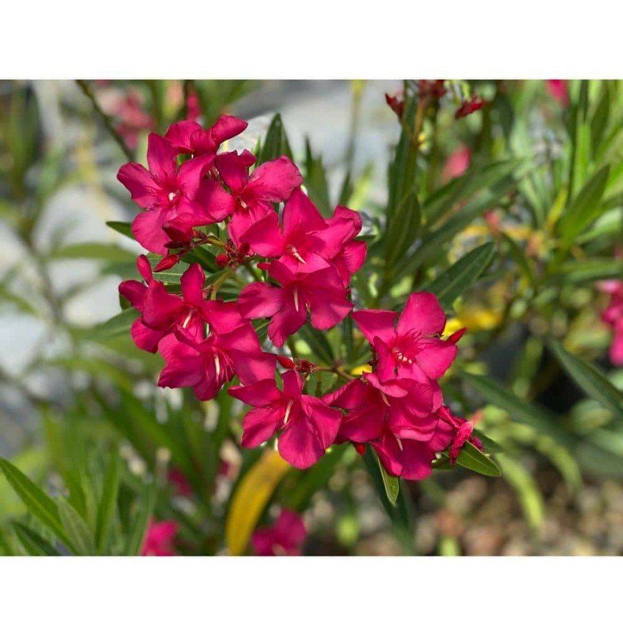 Outdoor Plants * | Cheapest 1 Gal. Austin Pretty Limits Oleander (Nerium) Live Plant, Shrub, Pink Flowers By Proven Winners