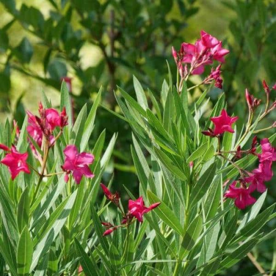 Outdoor Plants * | Cheapest 1 Gal. Austin Pretty Limits Oleander (Nerium) Live Plant, Shrub, Pink Flowers By Proven Winners