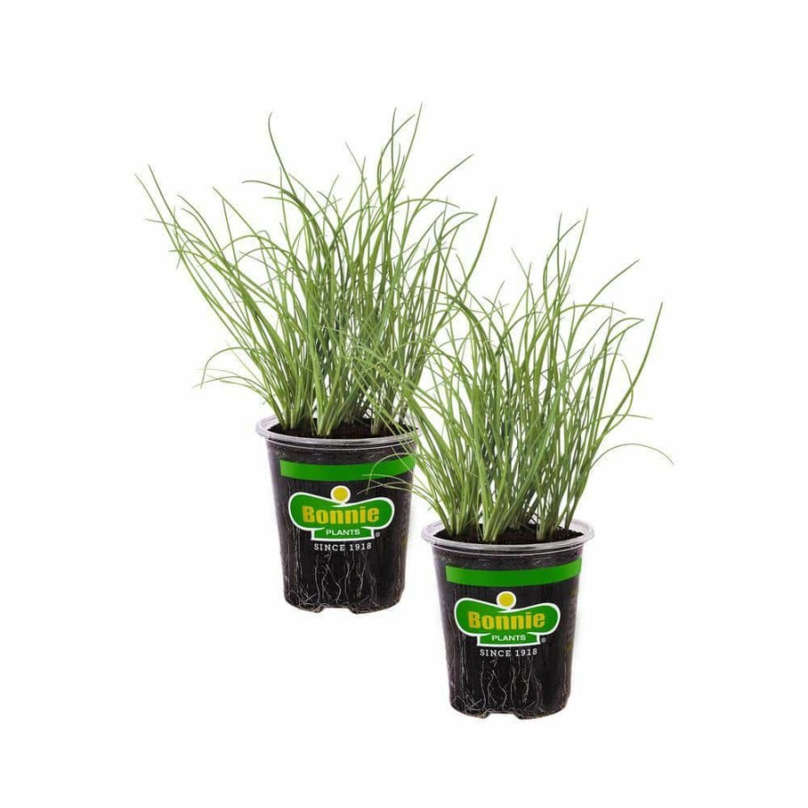 Outdoor Plants * | Promo 19 Oz. Onion Chives Herb Plant (2-Pack) By Bonnie Plants