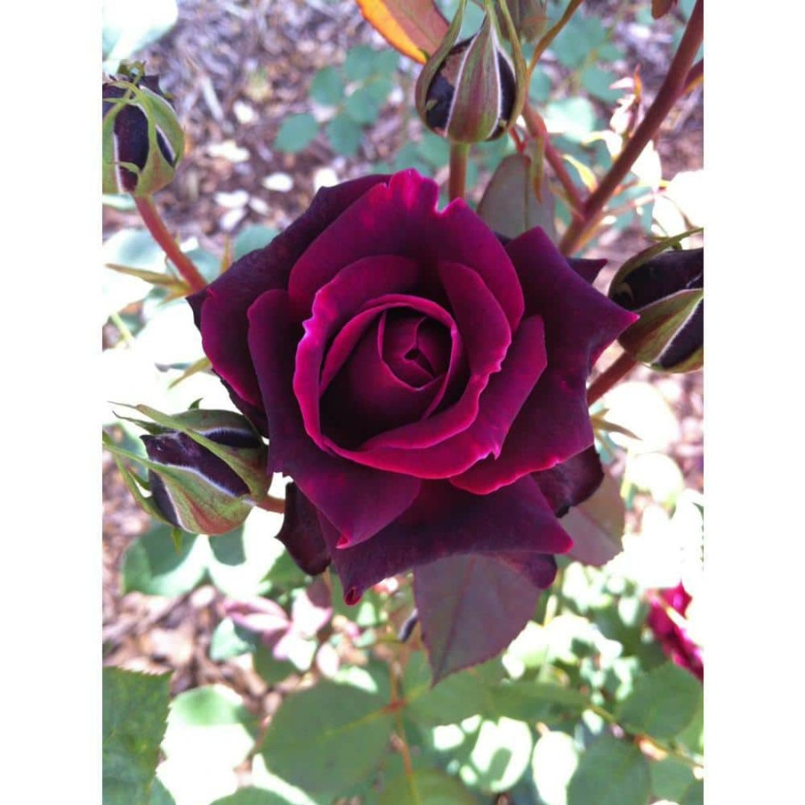 Outdoor Plants * | Best Sale 2 Gal. Echo Brindabella Roses Crimson Knight Plant With Fragrant Double Red Flowers By Gardener'S Confidence