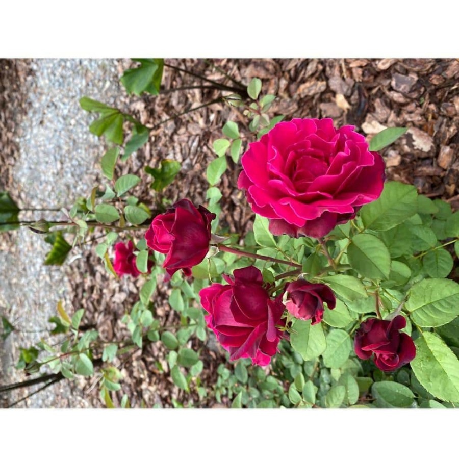 Outdoor Plants * | Best Sale 2 Gal. Echo Brindabella Roses Crimson Knight Plant With Fragrant Double Red Flowers By Gardener'S Confidence