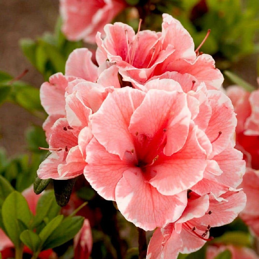 Outdoor Plants * | Discount 1 Gal. Autumn Sunburst Shrub With Bicolor Coral Pink And White Reblooming Flowers By Encore Azalea