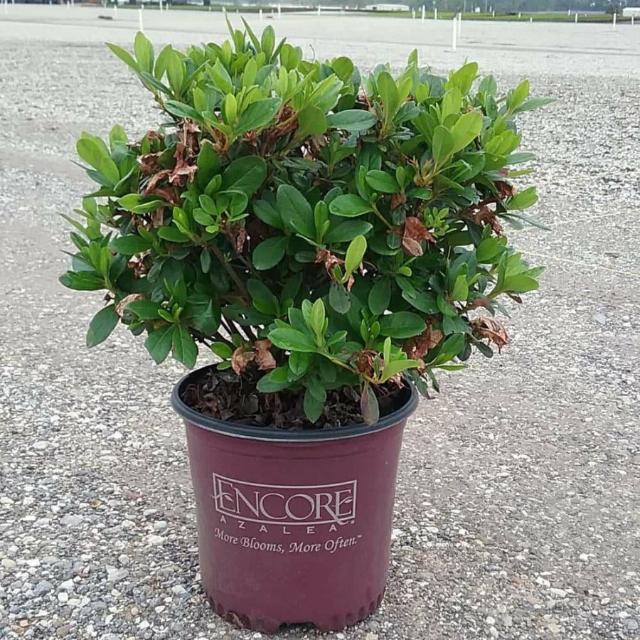 Outdoor Plants * | Discount 1 Gal. Autumn Sunburst Shrub With Bicolor Coral Pink And White Reblooming Flowers By Encore Azalea