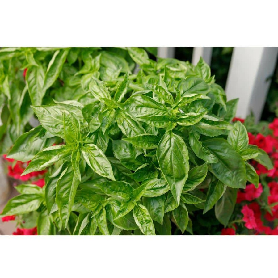 Outdoor Plants * | Flash Sale 25-Count Seeds Besto Pesto Basil (Ocimum) By Proven Winners