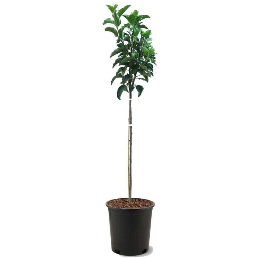 Outdoor Plants * | Best Deal 5 Gal. Fuji Apple Tree By Unbranded