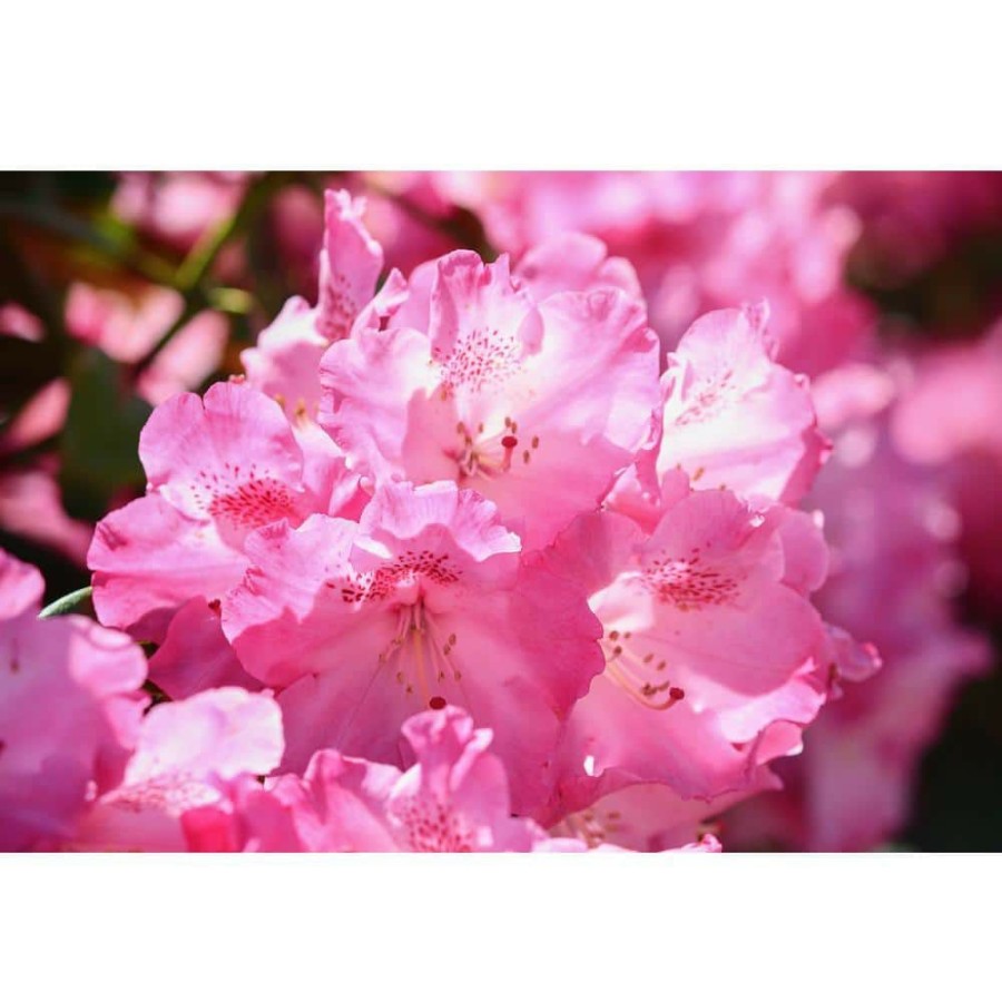 Outdoor Plants * | Best Reviews Of 1 Gal. Pjm Compact Rhododendron Shrub Profuse Lavender Blossoms Light Up Across Green Foliage Very Cold Hardy By Online Orchards