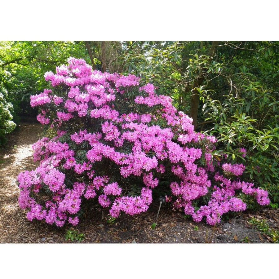 Outdoor Plants * | Best Reviews Of 1 Gal. Pjm Compact Rhododendron Shrub Profuse Lavender Blossoms Light Up Across Green Foliage Very Cold Hardy By Online Orchards