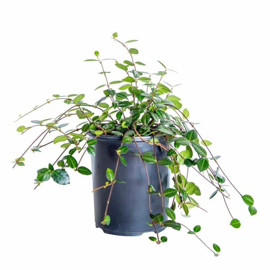 Outdoor Plants * | Deals 2.5 Qt. Asiatic Jasmine Live Groundcover Plant By Flowerwood