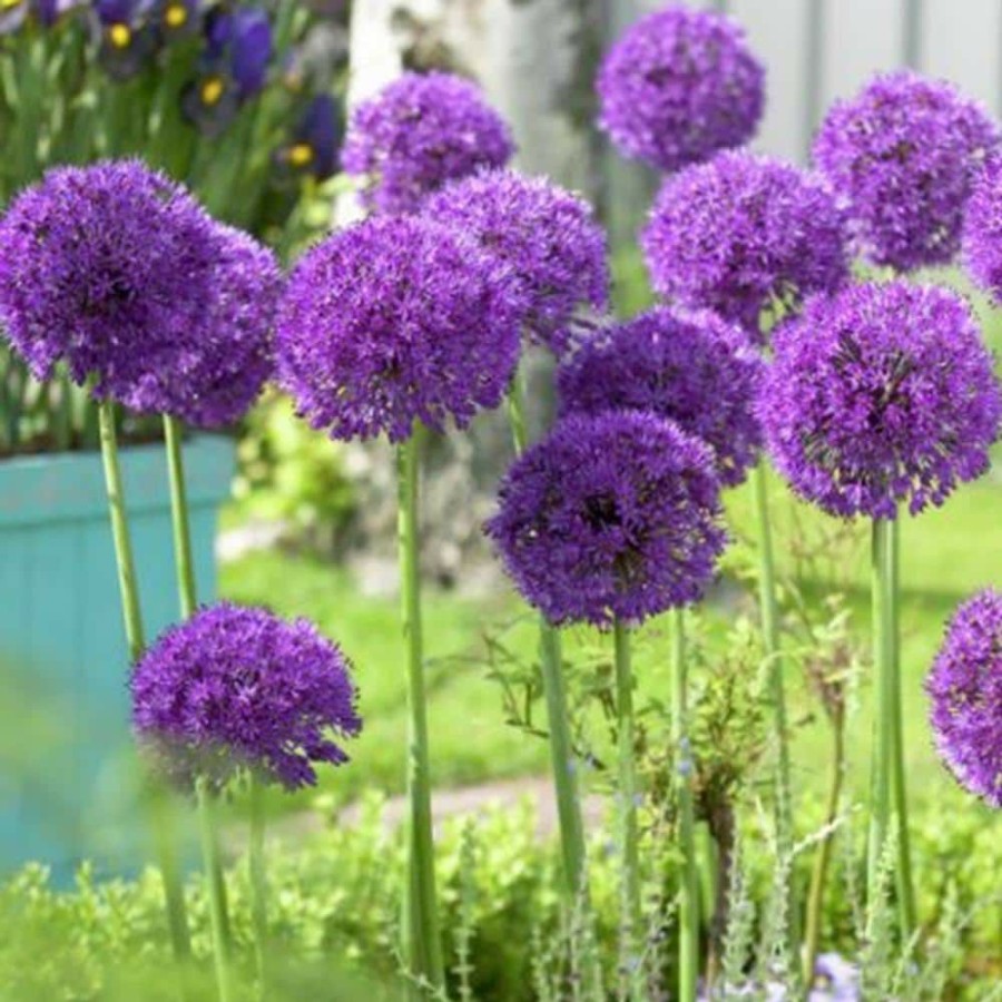 Outdoor Plants * | Discount Purple Allium Purple Sensation (12-Pack) By Van Zyverden