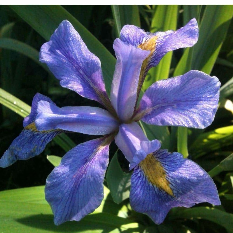 Outdoor Plants * | Budget 4 In. Blue Flag Iris Potted Bog/Marginal Plant By Unbranded