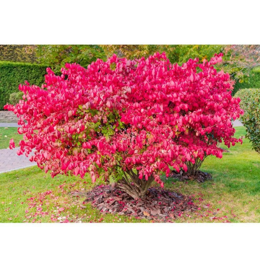 Outdoor Plants * | Discount 1 Gal. Dwarf Burning Bush Shrub (2-Pack) By Online Orchards