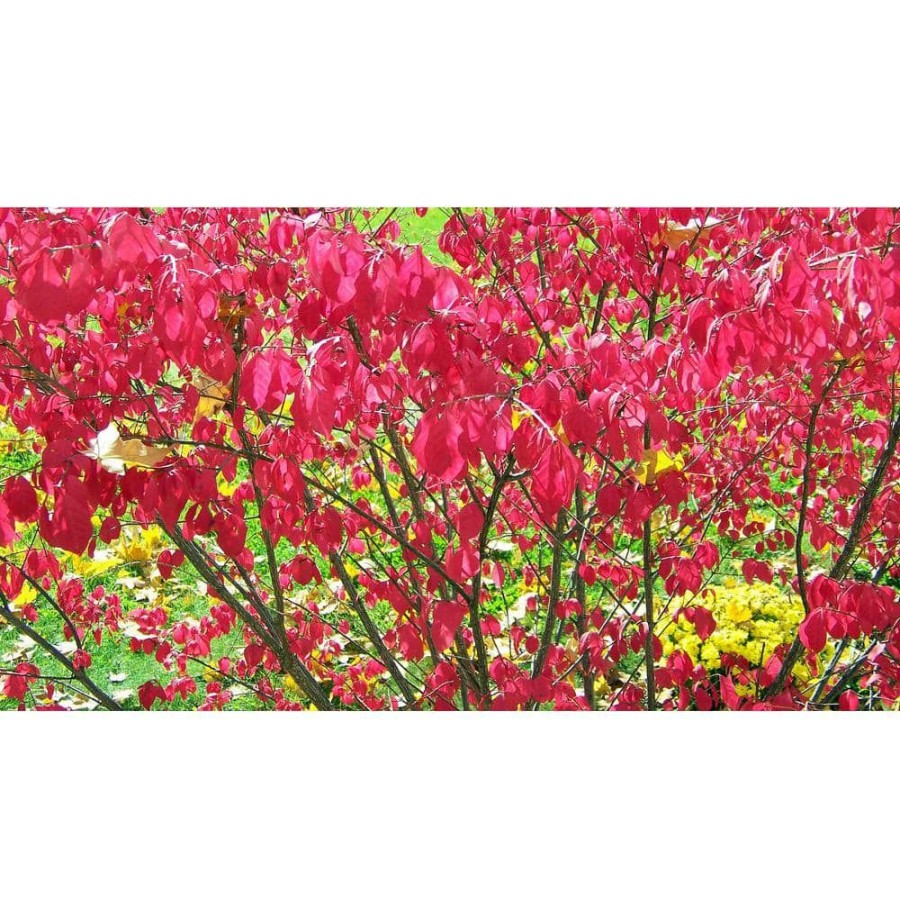 Outdoor Plants * | Discount 1 Gal. Dwarf Burning Bush Shrub (2-Pack) By Online Orchards